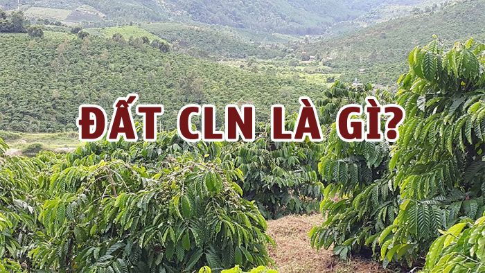 Đất CLN là gì? Thủ tục chuyển đổi từ đất CLN sang đất ở chuẩn nhất