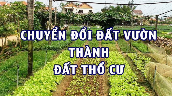 Đất thổ cư là gì? Thủ tục chuyển đất trồng cây lên thổ cư