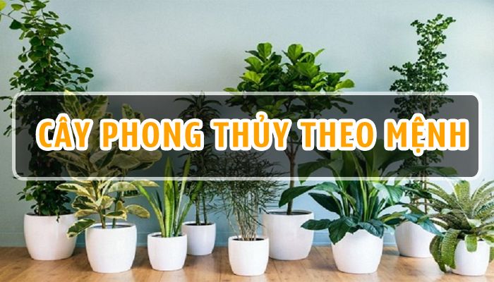 Tổng hợp cách loại cây trồng phong thủy trong nhà theo mệnh