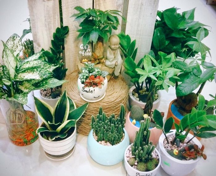 Tổng hợp cách loại cây trồng phong thủy trong nhà theo mệnh