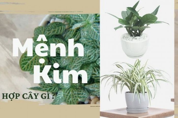 Tổng hợp cách loại cây trồng phong thủy trong nhà theo mệnh