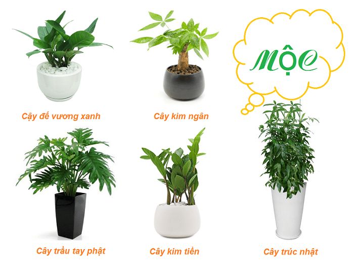 Tổng hợp cách loại cây trồng phong thủy trong nhà theo mệnh