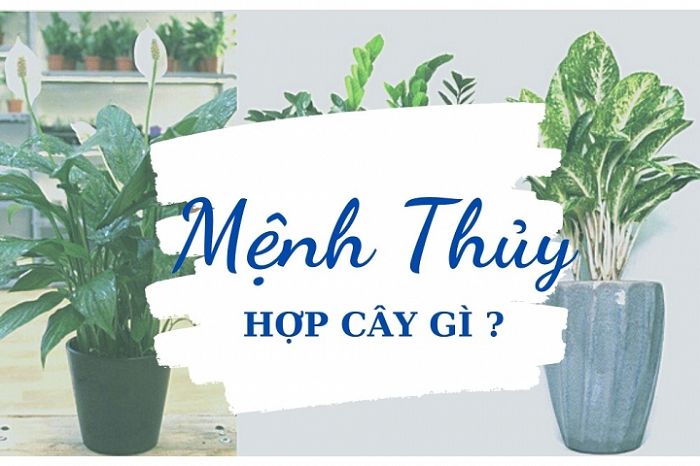 Tổng hợp cách loại cây trồng phong thủy trong nhà theo mệnh