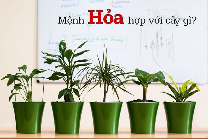 Tổng hợp cách loại cây trồng phong thủy trong nhà theo mệnh