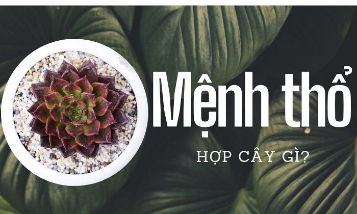 Tổng hợp cách loại cây trồng phong thủy trong nhà theo mệnh
