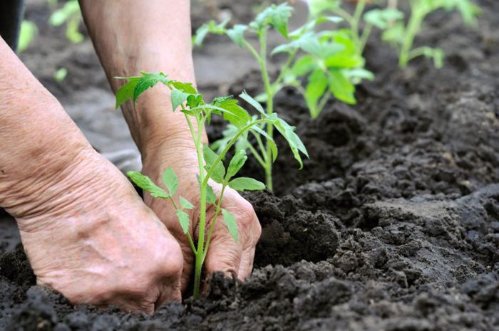 Độ phì nhiêu của đất là gì? Cách tăng độ phì nhiêu cho đất