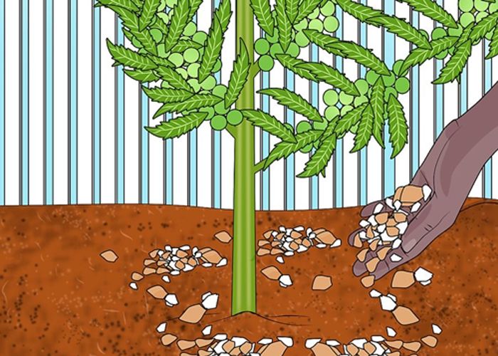 Độ phì nhiêu của đất là gì? Cách tăng độ phì nhiêu cho đất