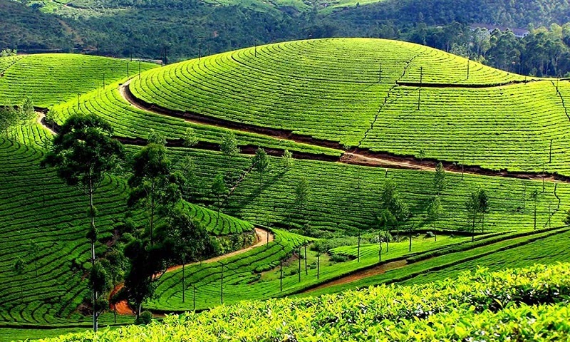 Mua đất view đồi tại Bảo Lộc