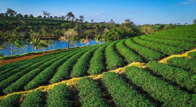 Mua đất view đồi tại Bảo Lộc
