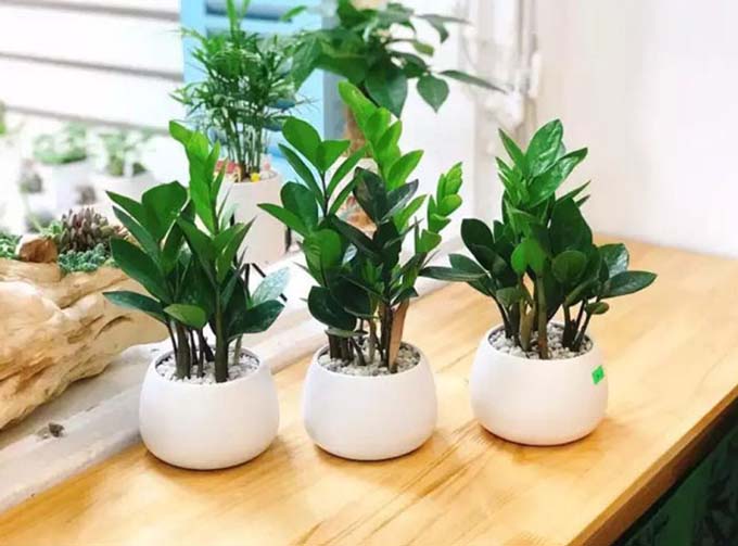 Cách chọn cây phong thủy để bàn đẹp, gặp nhiều thuận lợi