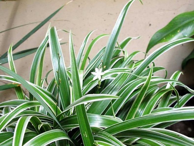 Top 3 loại cây phong thủy hợp tuổi Dần đem lại may mắn