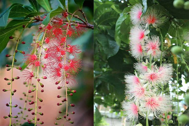 Top 3 loại cây phong thủy hợp tuổi Dần đem lại may mắn