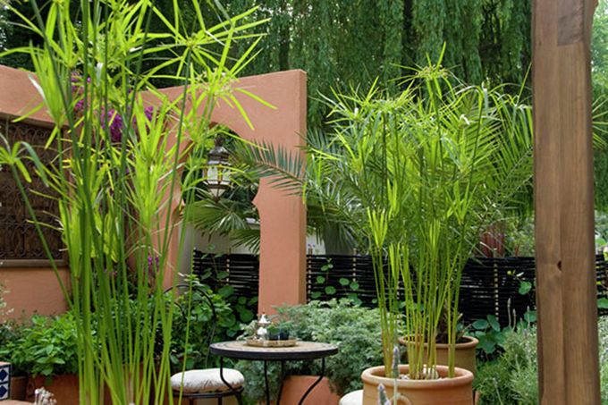 TOP 5 cây phong thủy trước nhà mang lại may mắn, tài lộc