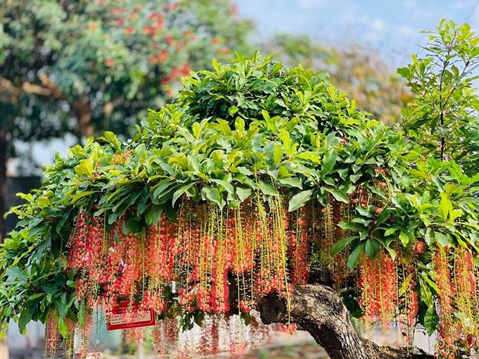 TOP 5 cây phong thủy trước nhà mang lại may mắn, tài lộc