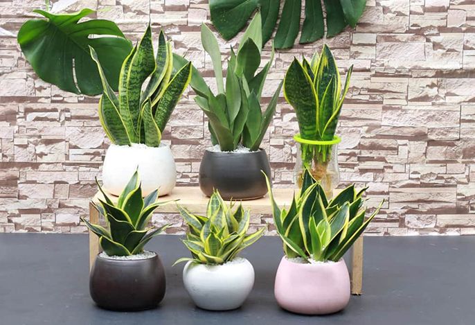 Top các cây phong thủy buôn bán hút tài lộc không thể bỏ qua
