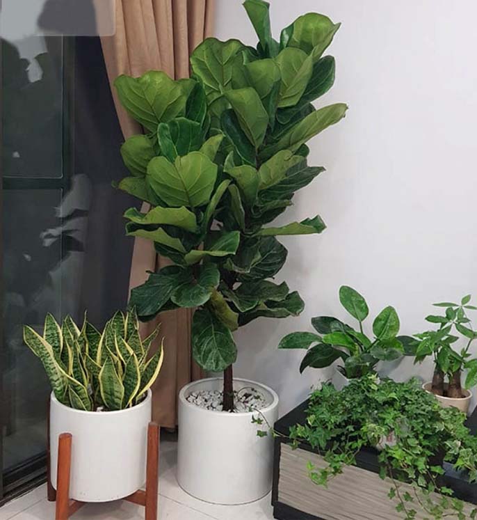 Gợi ý những cây phong thủy giếng trời thân gỗ thu hút, ấn tượng