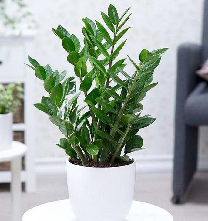 Top 5+ cây phong thủy phòng khách hút tài lộc cho gia chủ