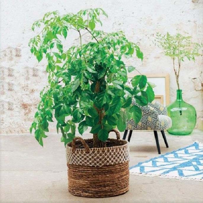 Top 5+ cây phong thủy phòng khách hút tài lộc cho gia chủ