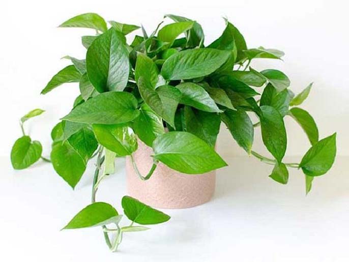 Top 5+ cây phong thủy phòng khách hút tài lộc cho gia chủ