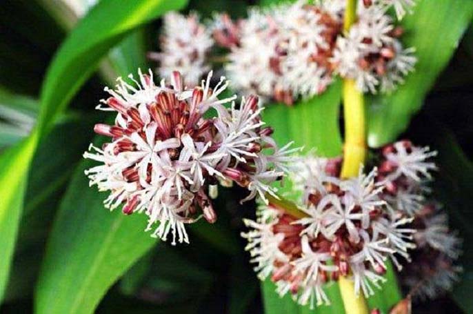 Top 5+ cây phong thủy phòng khách hút tài lộc cho gia chủ