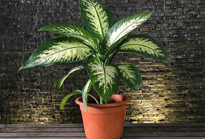 Top 5+ cây phong thủy phòng khách hút tài lộc cho gia chủ
