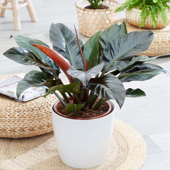 6 cây phong thủy phòng thờ giúp gia chủ bình an, gọi tài lộc