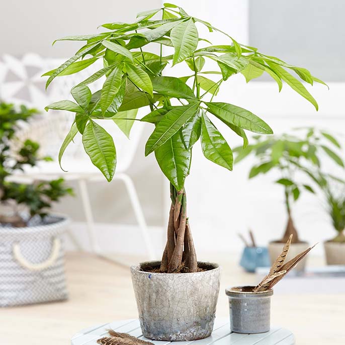 6 cây phong thủy phòng thờ giúp gia chủ bình an, gọi tài lộc
