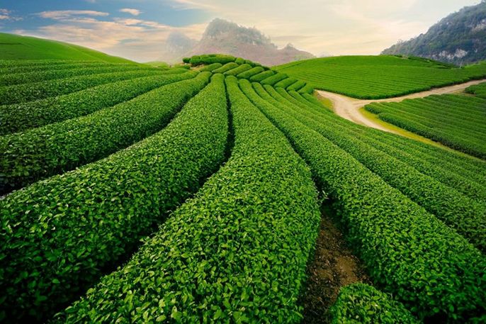 Có nên mua đất Bảo Lộc hay không? Lưu ý xương máu khi mua đất Bảo Lộc