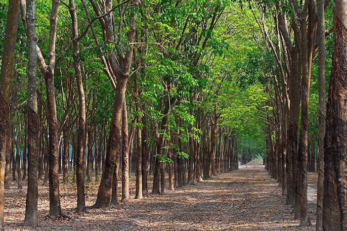 5 rủi ro khi mua đất trồng cây lâu năm mà nhất định bạn phải biết