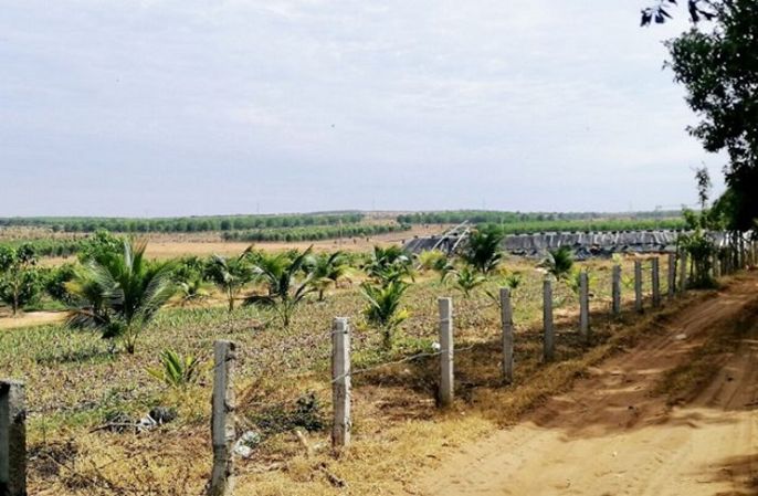 5 rủi ro khi mua đất trồng cây lâu năm mà nhất định bạn phải biết