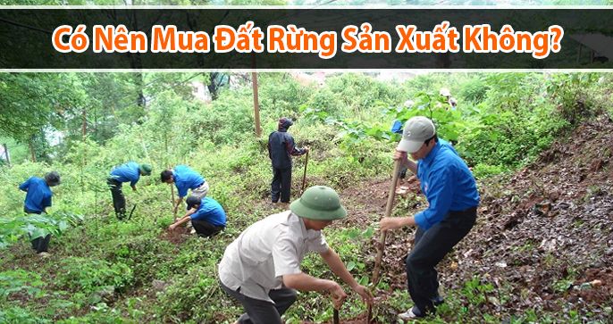 Có nên mua đất rừng sản xuất không? Nếu mua cần lưu ý những gì?