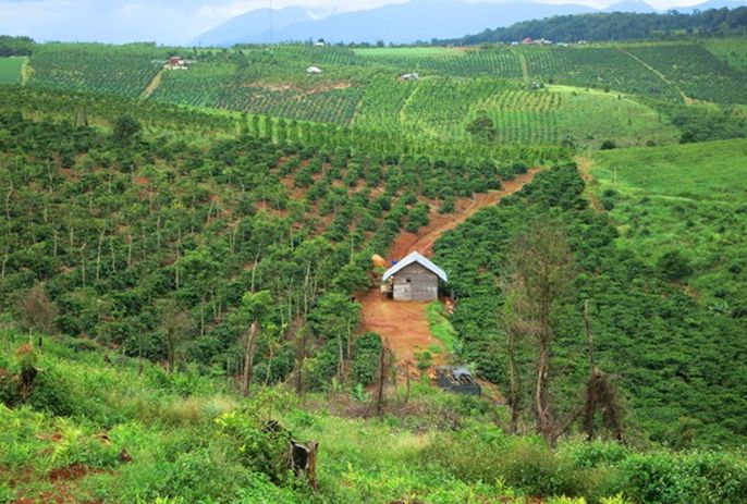 Có nên mua đất rừng sản xuất không? Nếu mua cần lưu ý những gì?