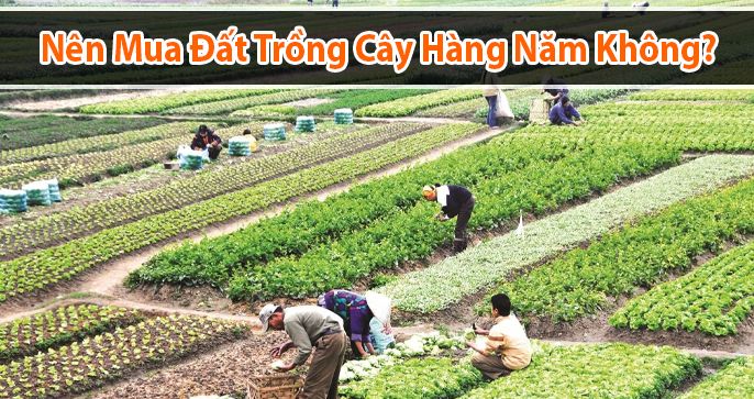 Có nên mua đất trồng cây hàng năm để đầu tư hay không?