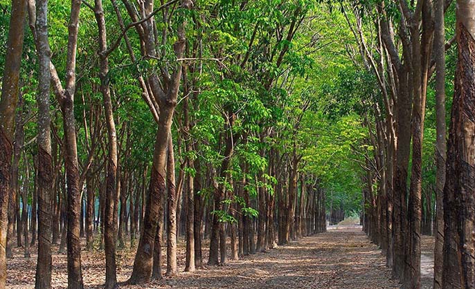 Có nên mua đất trồng cây lâu năm hay không?