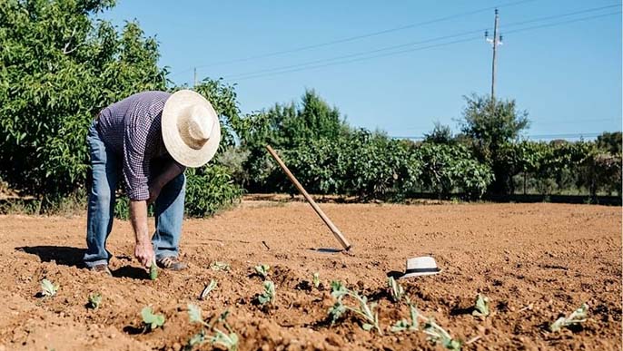 Có nên mua đất trồng cây lâu năm hay không?