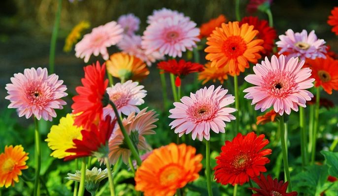 Top 5 loại hoa thường dùng khi cắm bàn thờ mang lại may mắn, tài lộc