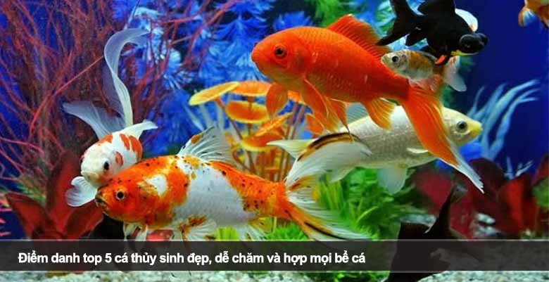 Điểm danh top 5 cá thủy sinh đẹp, dễ chăm và hợp mọi bể cá 