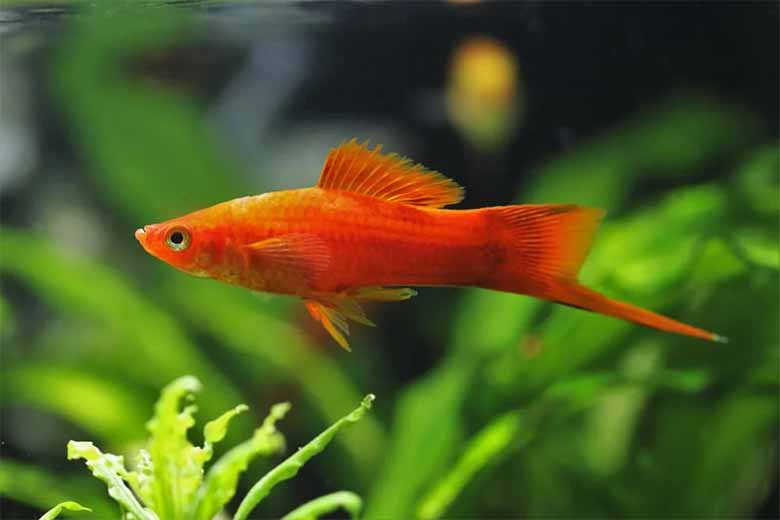 Điểm danh top 5 cá thủy sinh đẹp, dễ chăm và hợp mọi bể cá 
