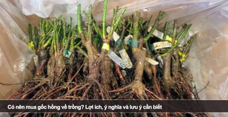 Có nên mua gốc hồng về trồng? Lợi ích, ý nghĩa và lưu ý cần biết